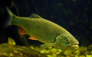 ловля голавля в проводку