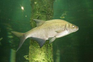 Поплавочная удочка для ловли леща