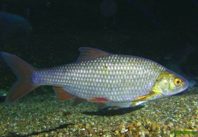 ловля плотвы на фидер