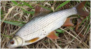 Ловля плотвы. Перспективные места ловли. Выбор наживки.