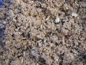 Прикормка для леща