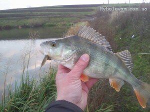 Ловля окуня на микроджиг