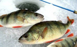 ловля окуня зимой