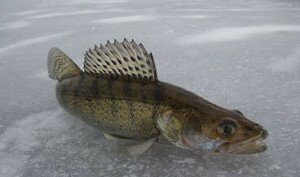 Ловля судака по первому льду
