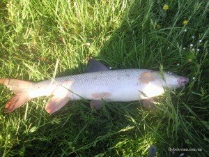 Усач. Обзор озерных и речных рыб