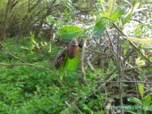 ловля голавля на жука